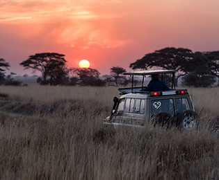Safari